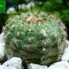 Frailea_ perumbilicata _PR136_ 01